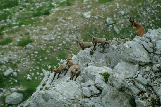 Camoscio d''Abruzzo Rupicapra pyrenaica ornata